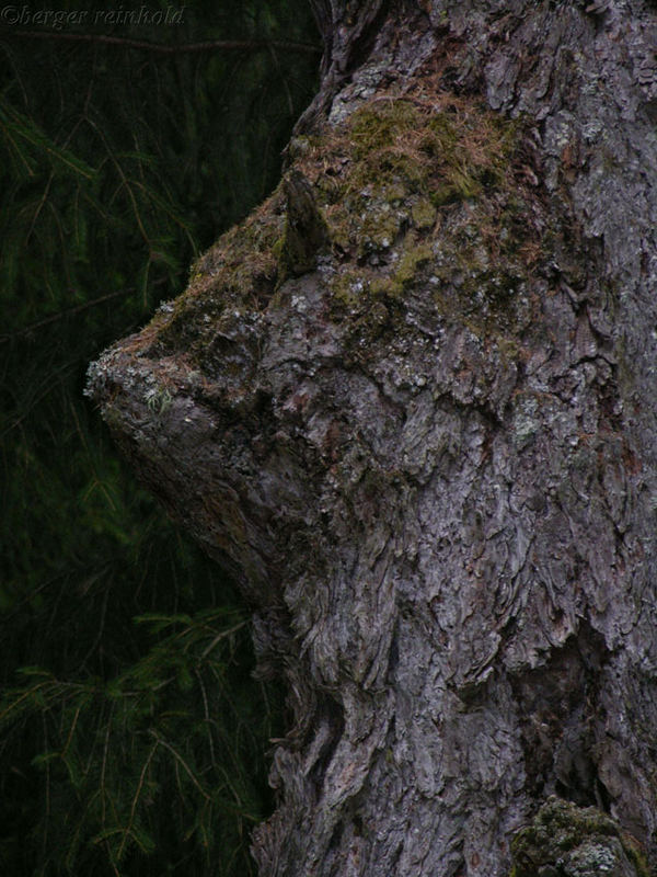 Das Bison aus dem Baum......