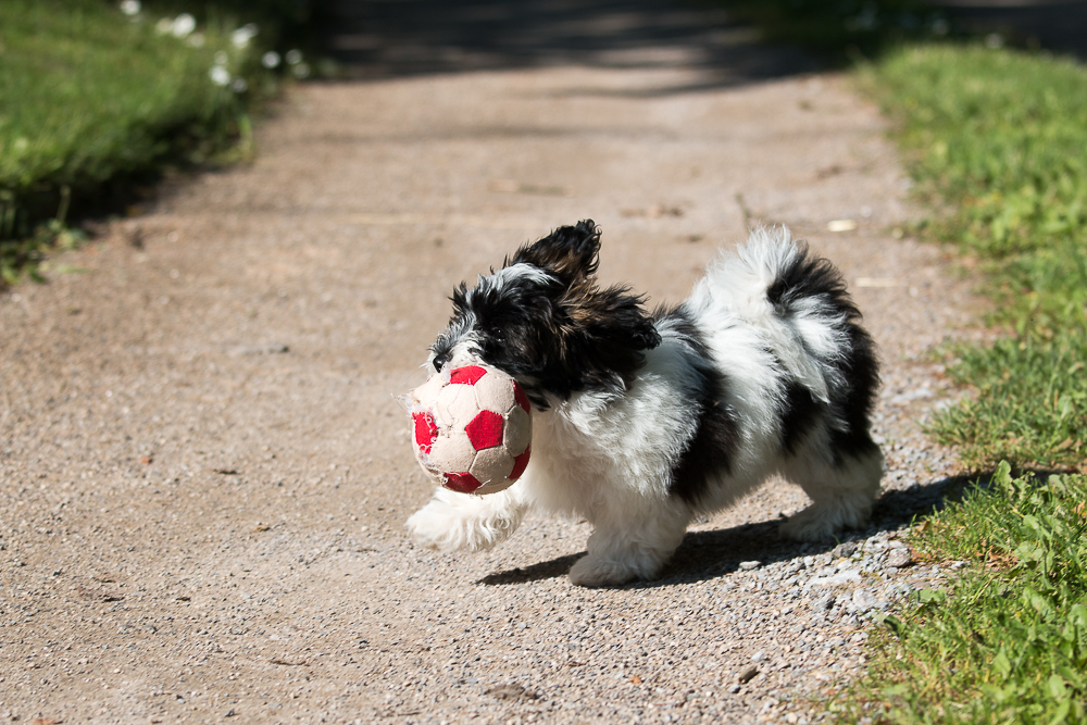 Das bisschen Hund :-)