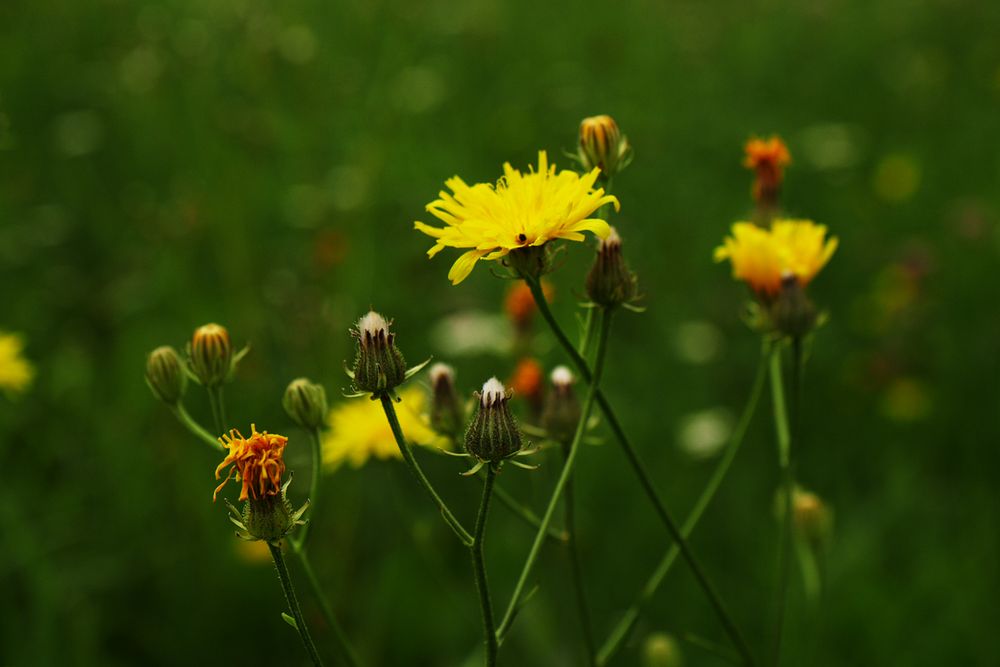 das bisschen Sommer