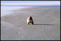 Das bisschen Wind...