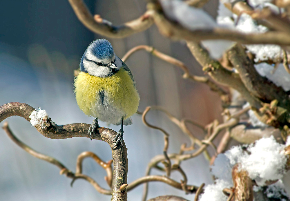 Das bisschen Winter...