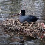 Das Blässhuhn baut sein Nest ...