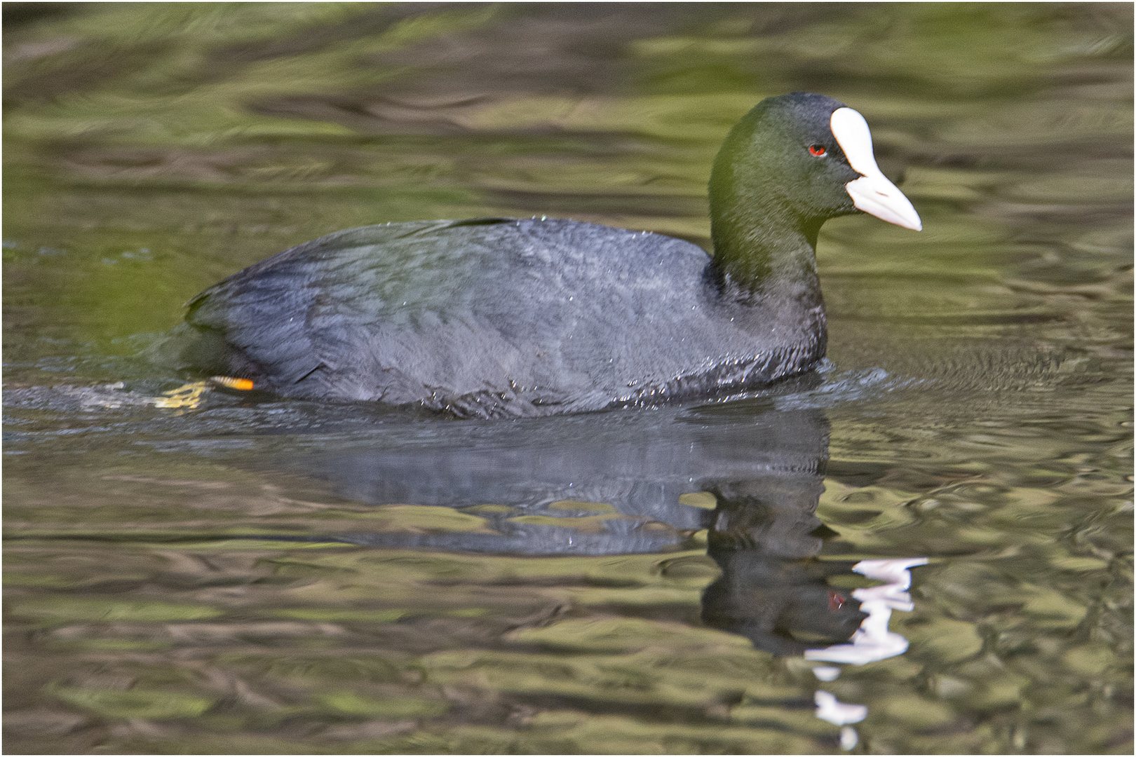 Das Blässhuhn (Fulica atra) . . .