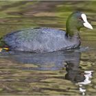 Das Blässhuhn (Fulica atra) . . .