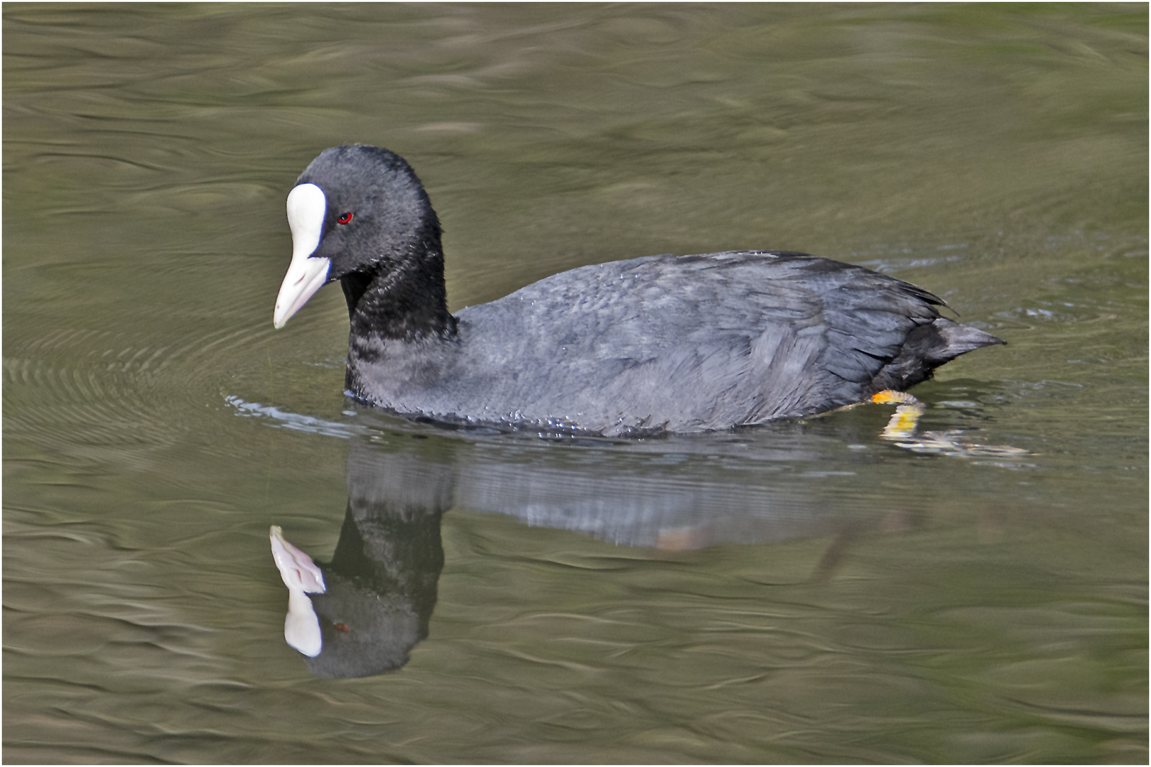 Das Blässhuhn (Fulica atra) . . .