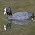 Das Blässhuhn (Fulica atra) . . .