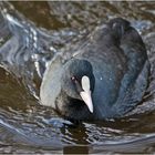 Das Blässhuhn (Fulica atra) tauchte direkt . . .