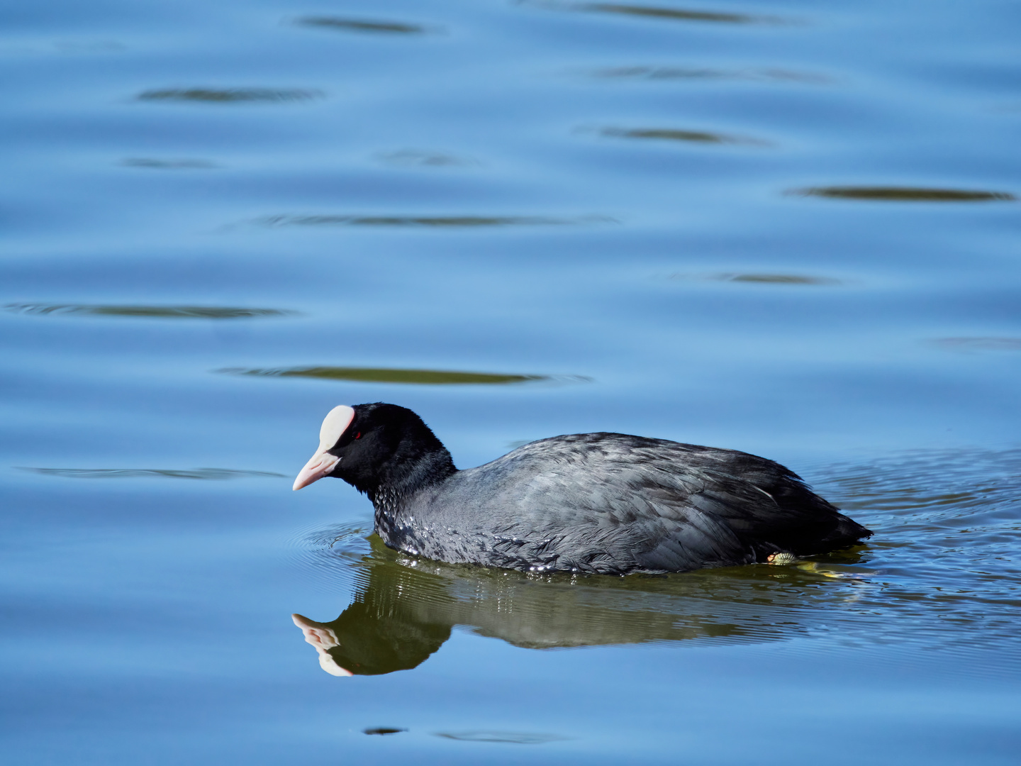 Das Blässhuhn mit Spiegelung 