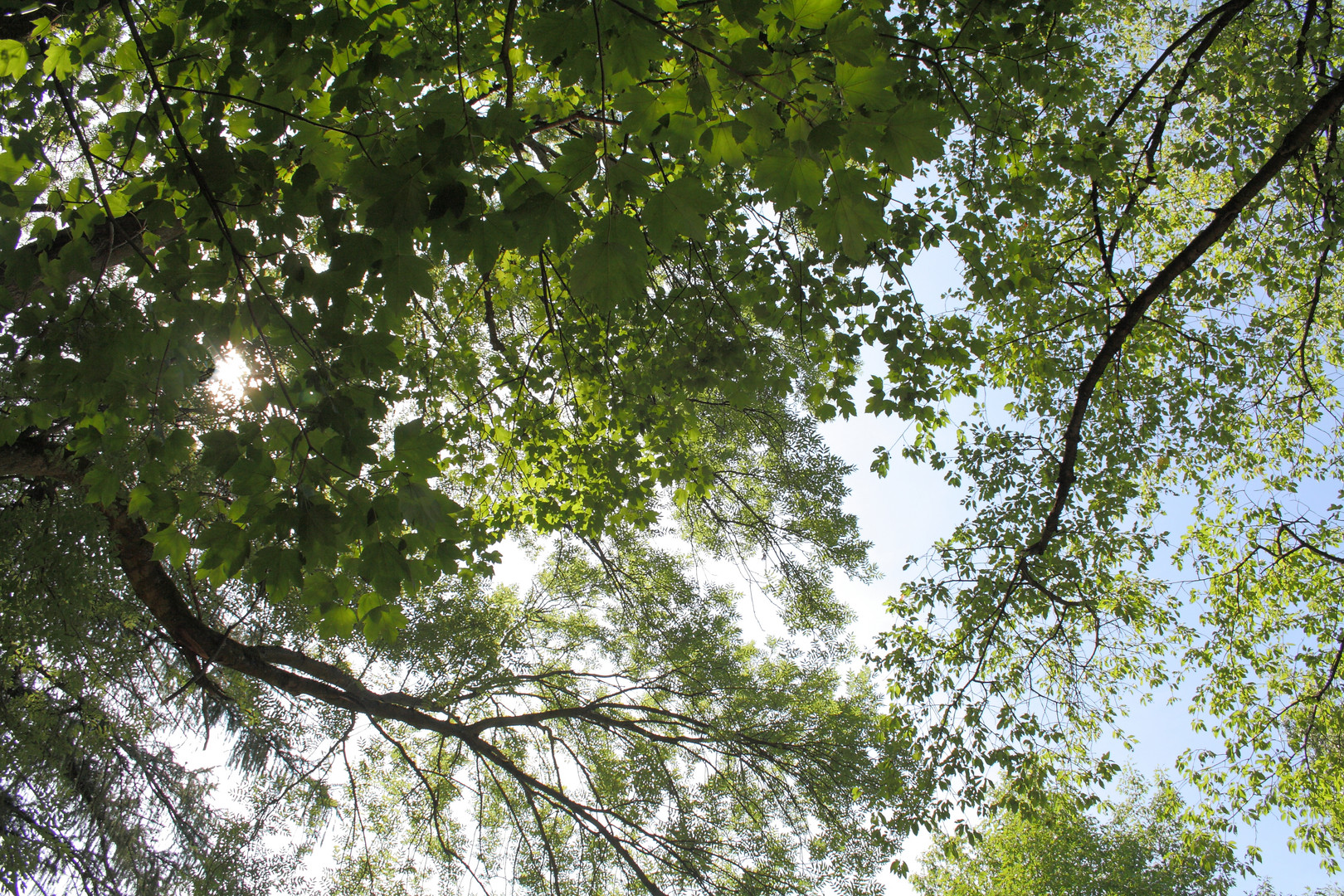 Das Blätterdach des Sommers