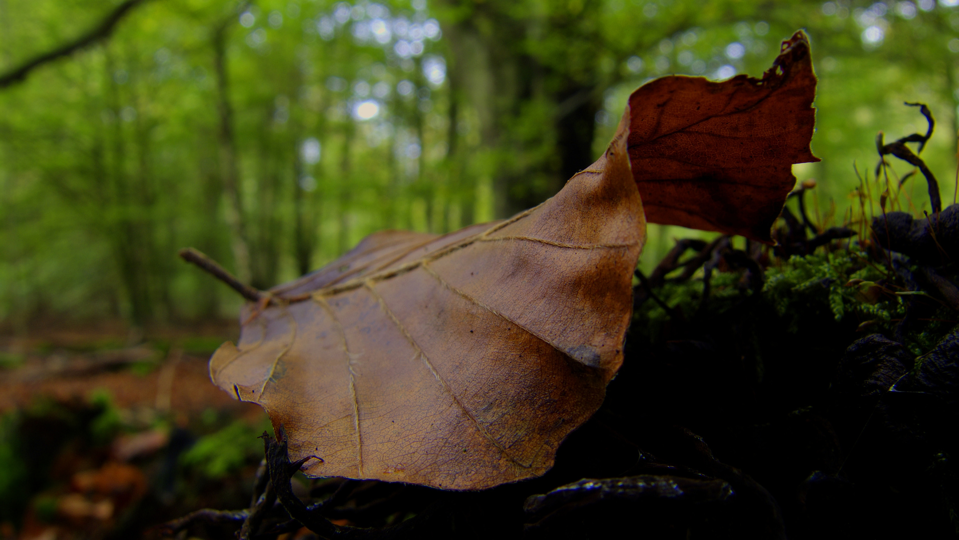 Das Blatt