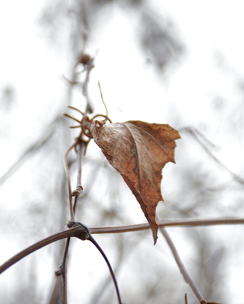 DAS Blatt