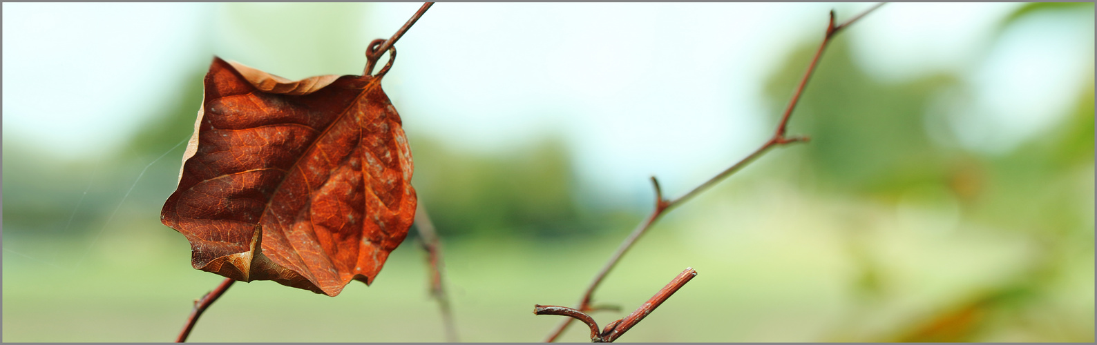 Das Blatt