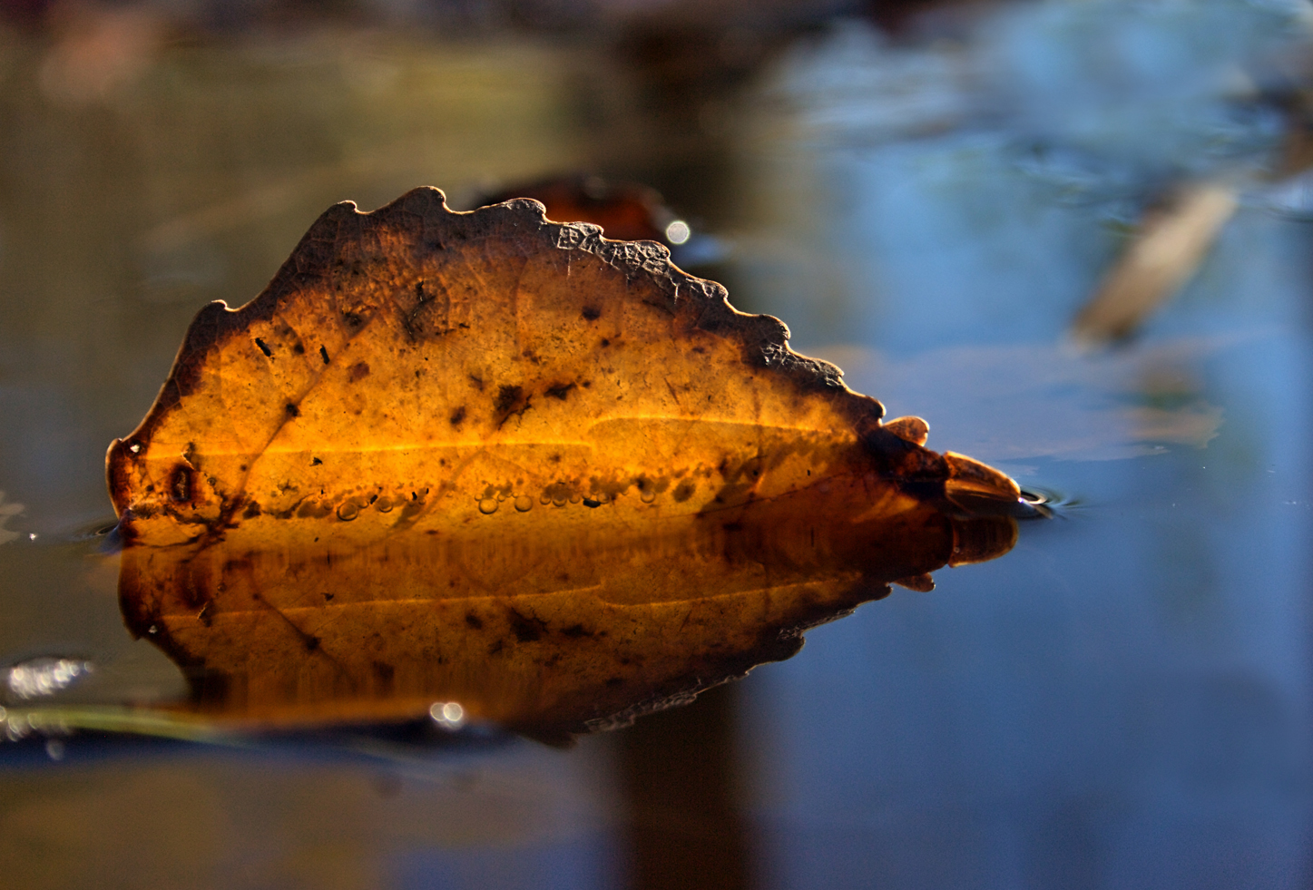 Das Blatt