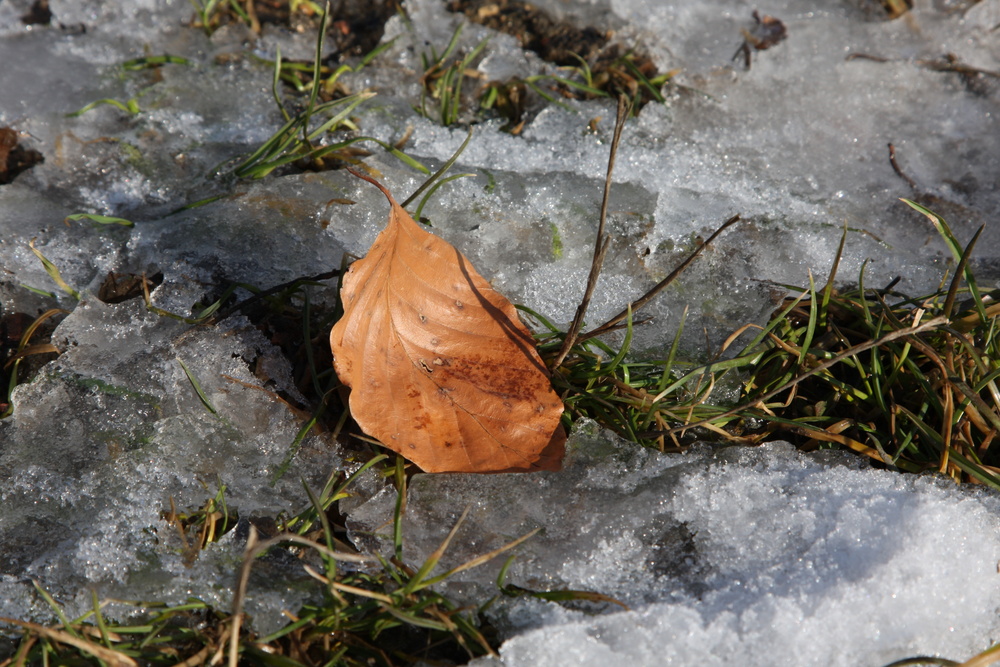 Das Blatt