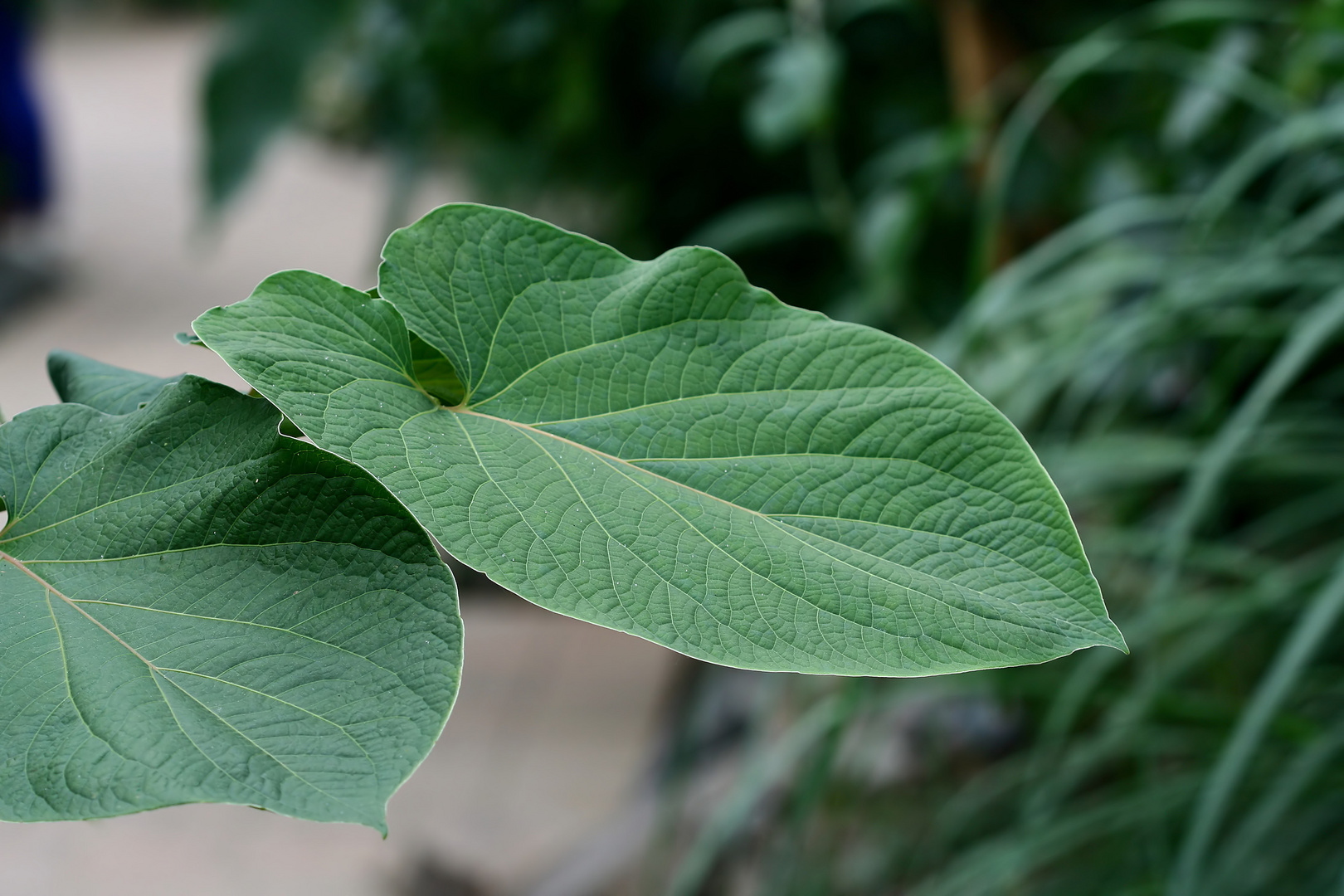 Das Blatt Foto & Bild world, bayern, deutschland Bilder auf