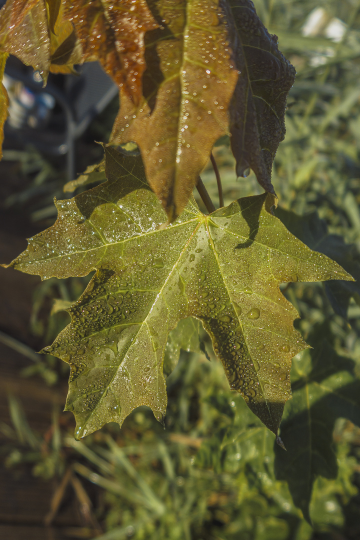 Das Blatt