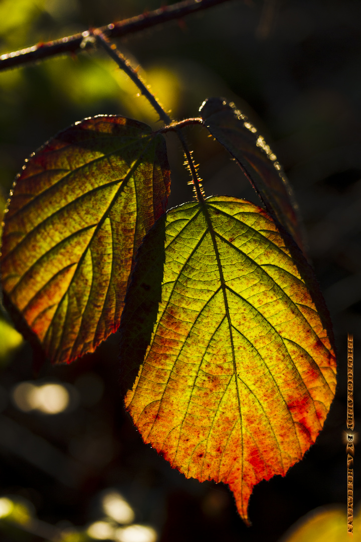 Das Blatt