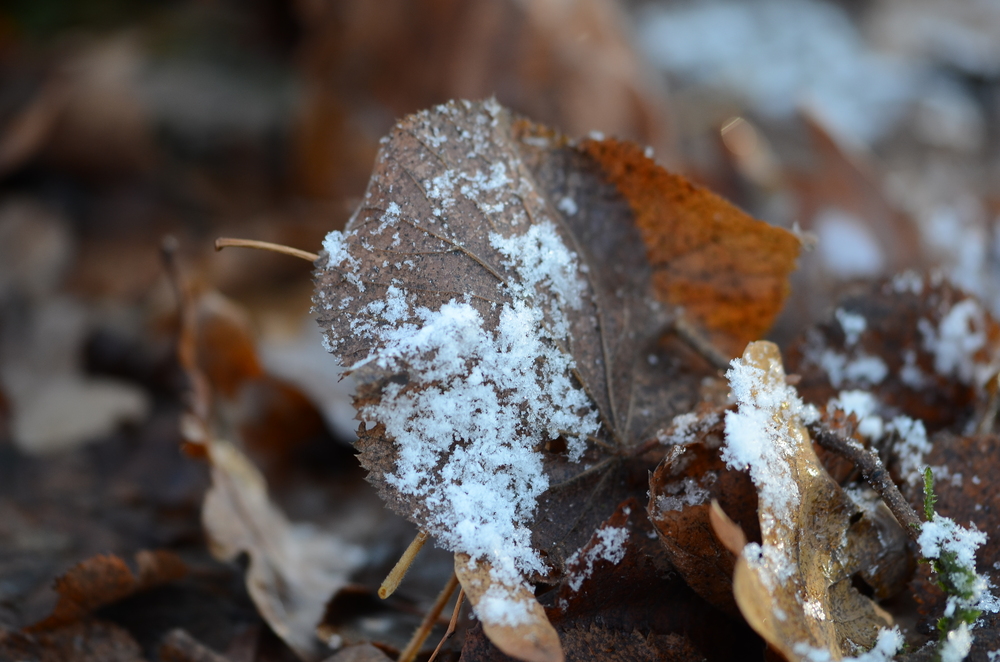 Das Blatt!