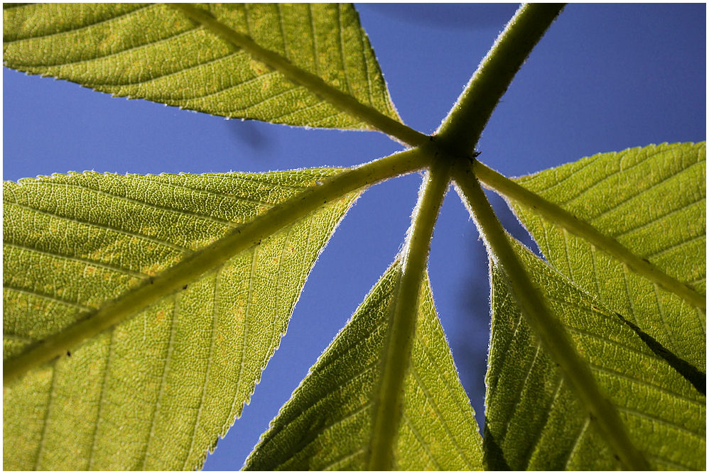 Das Blatt