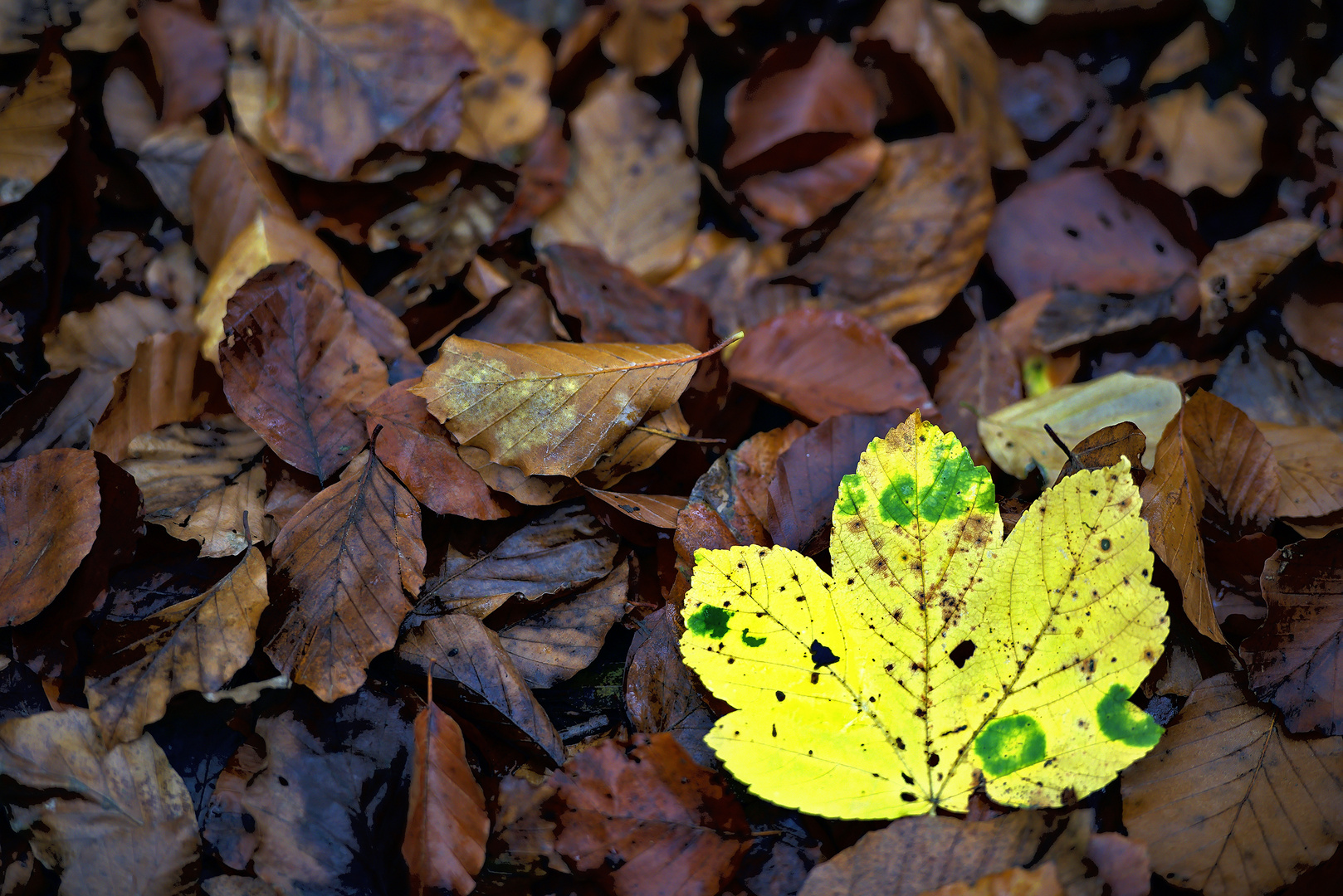 Das Blatt