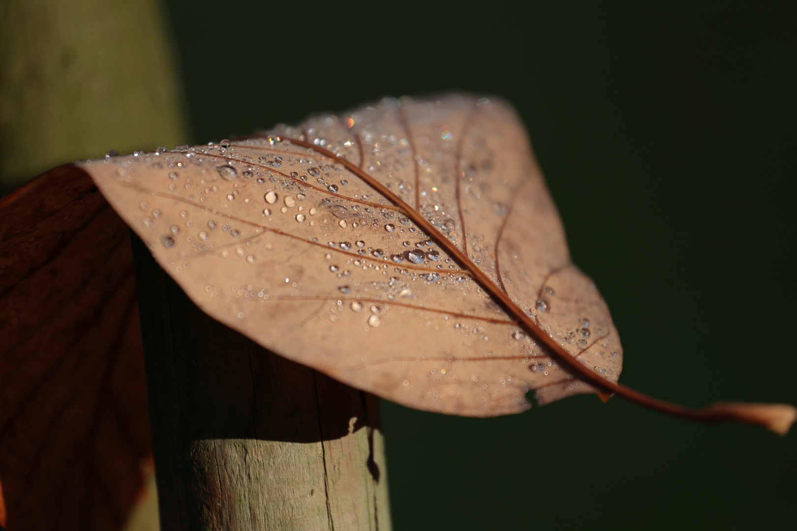 das Blatt