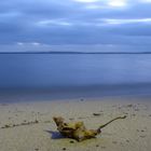 Das Blatt am Strand