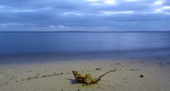 Das Blatt am Strand