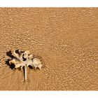 Das Blatt am Strand