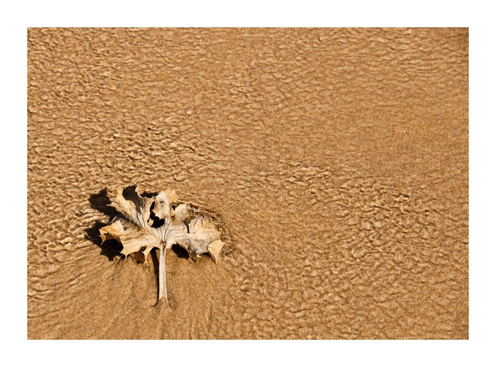 Das Blatt am Strand