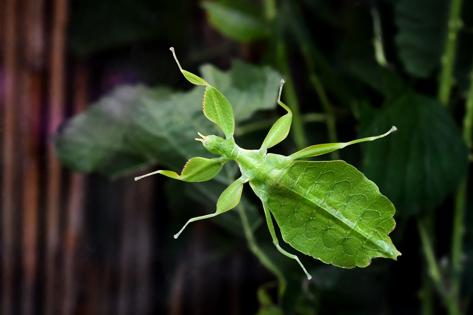 Das Blatt an der Scheibe