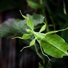 Das Blatt an der Scheibe