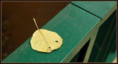 Das Blatt auf dem Handlauf