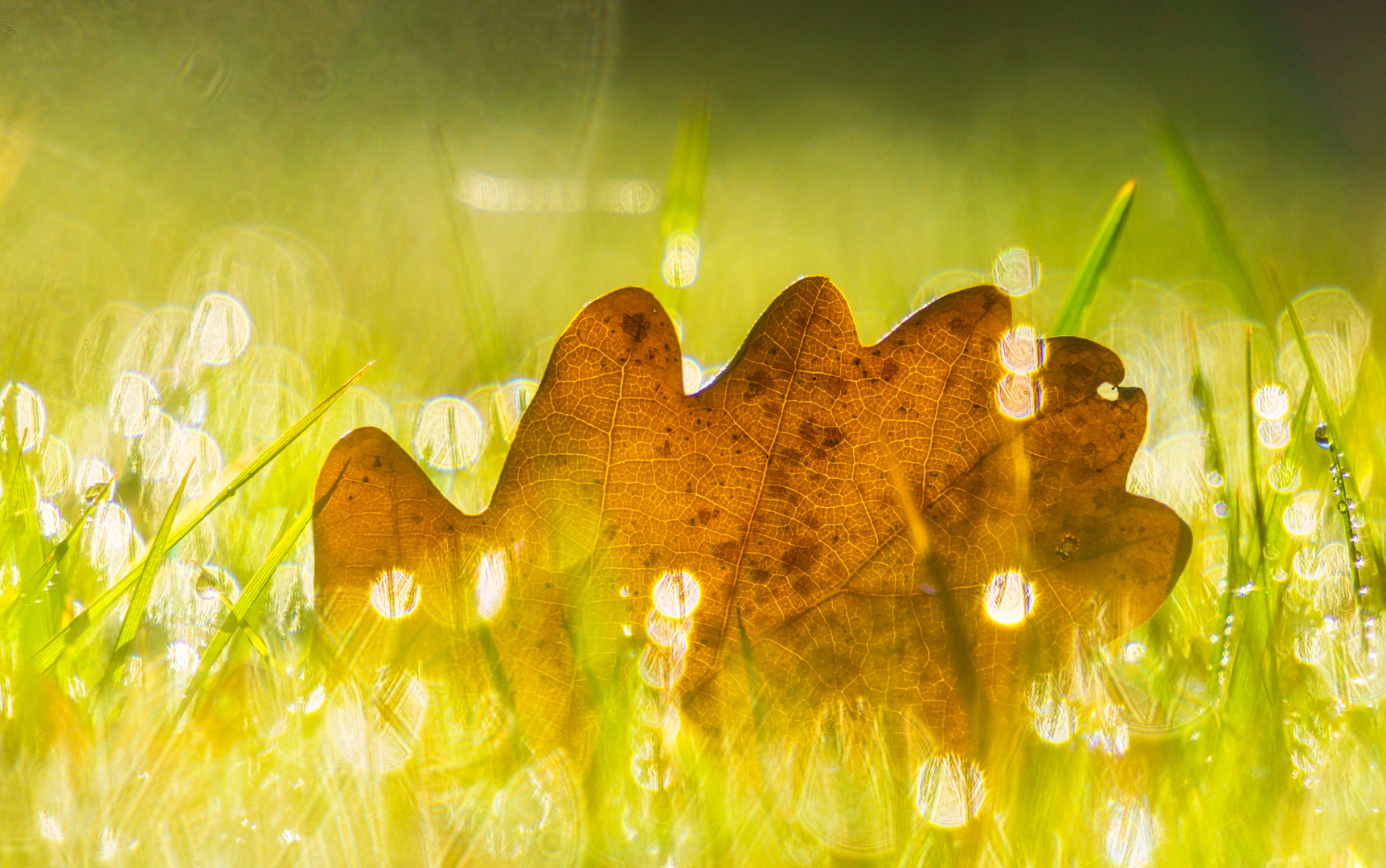 Das Blatt auf der Wiese