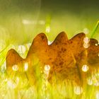 Das Blatt auf der Wiese