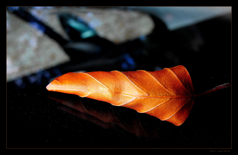 "Das Blatt Auf Der Windschutzscheibe"