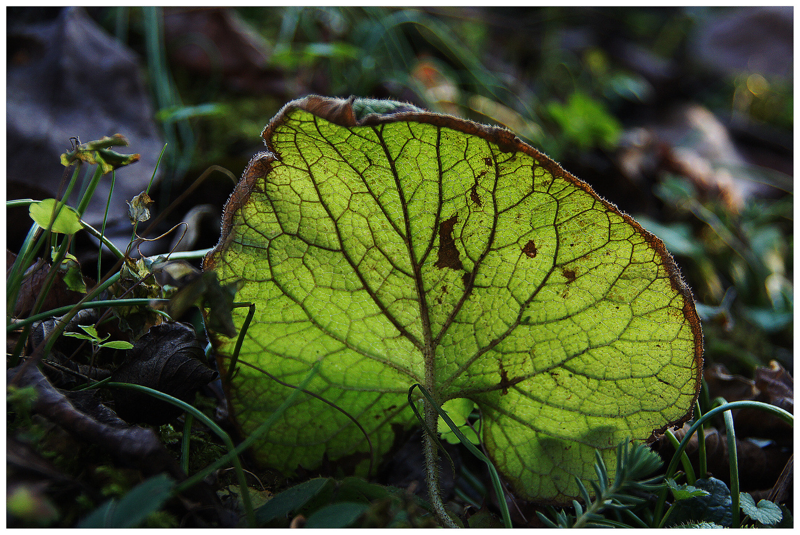 Das Blatt