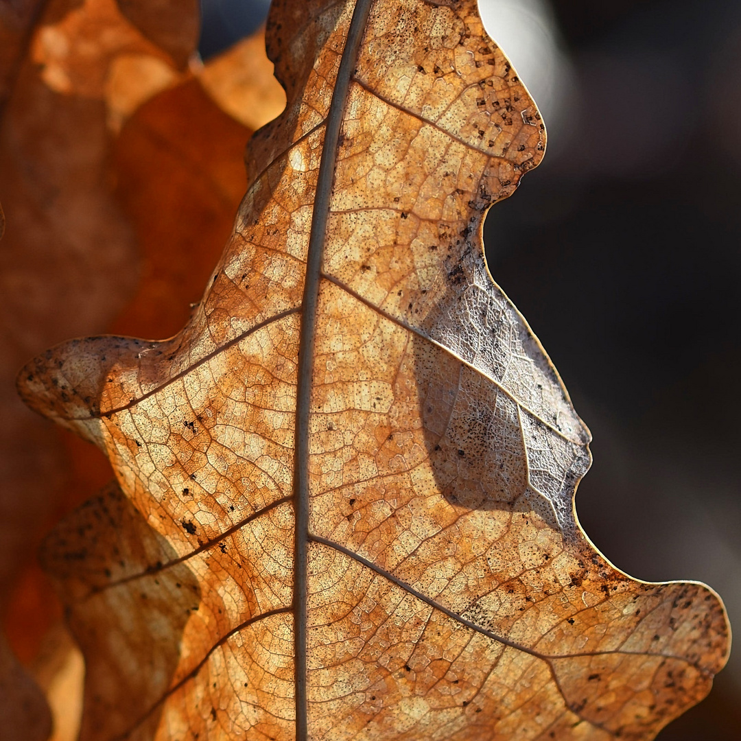 Das Blatt