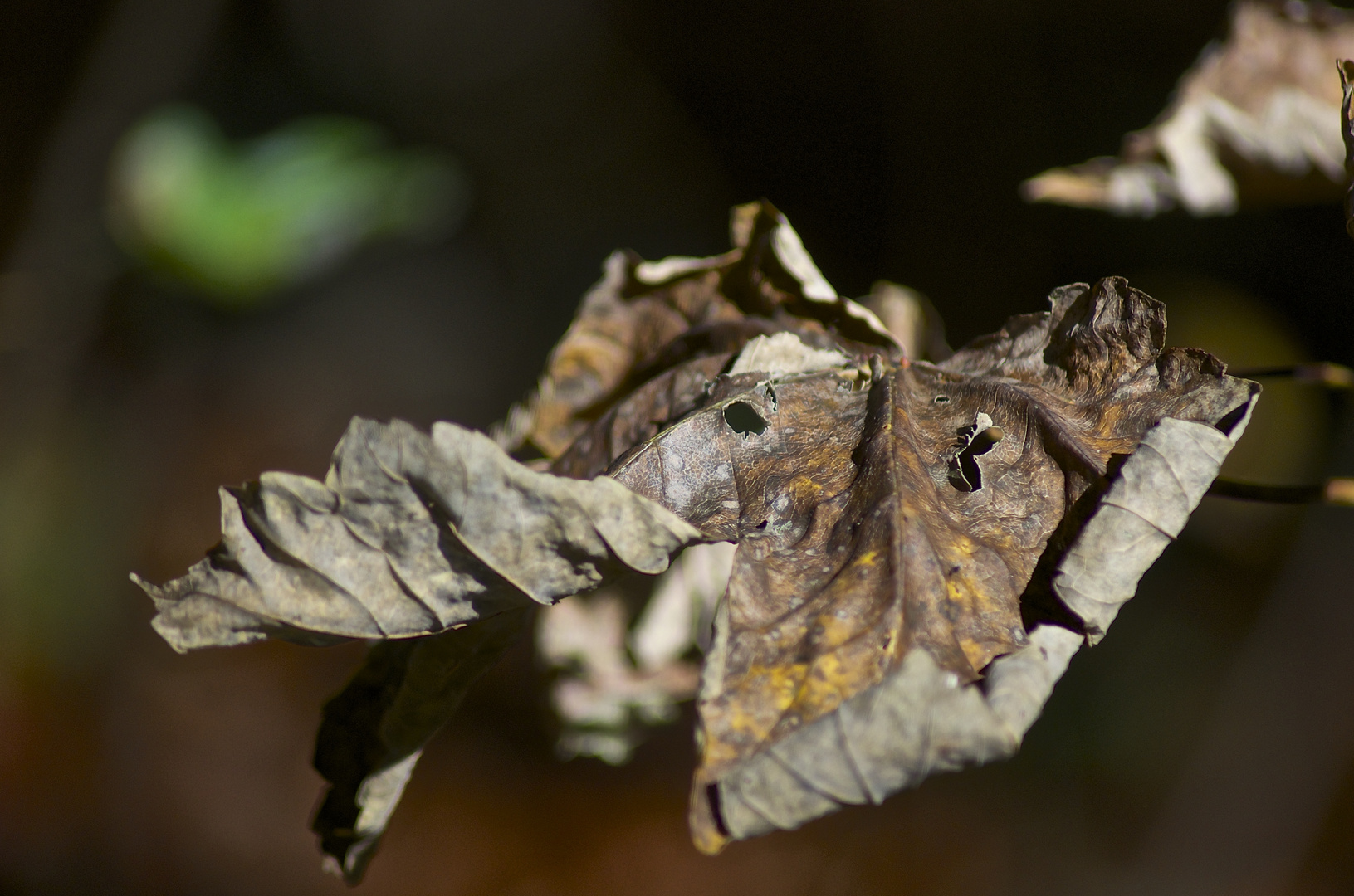 das Blatt