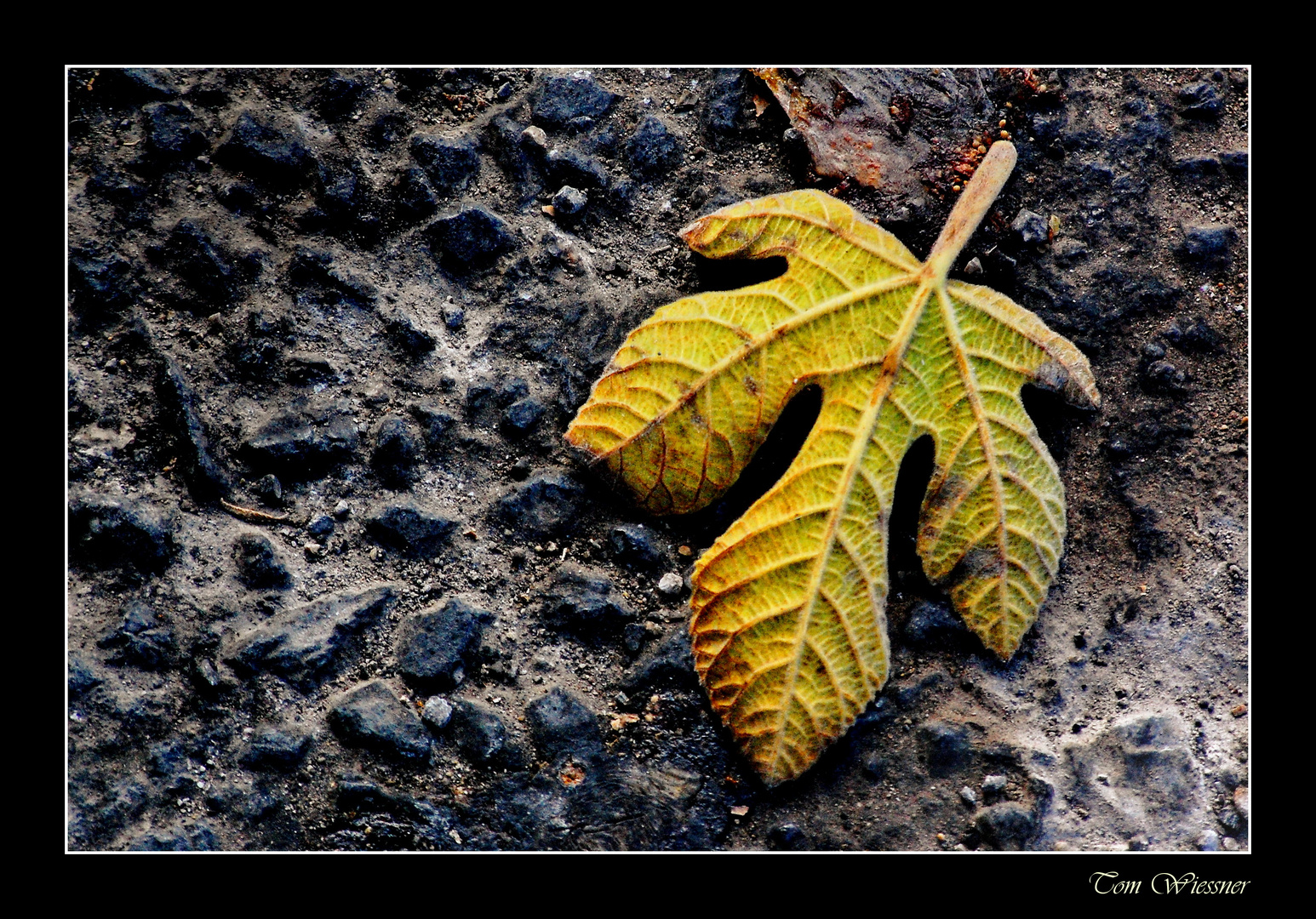 Das Blatt