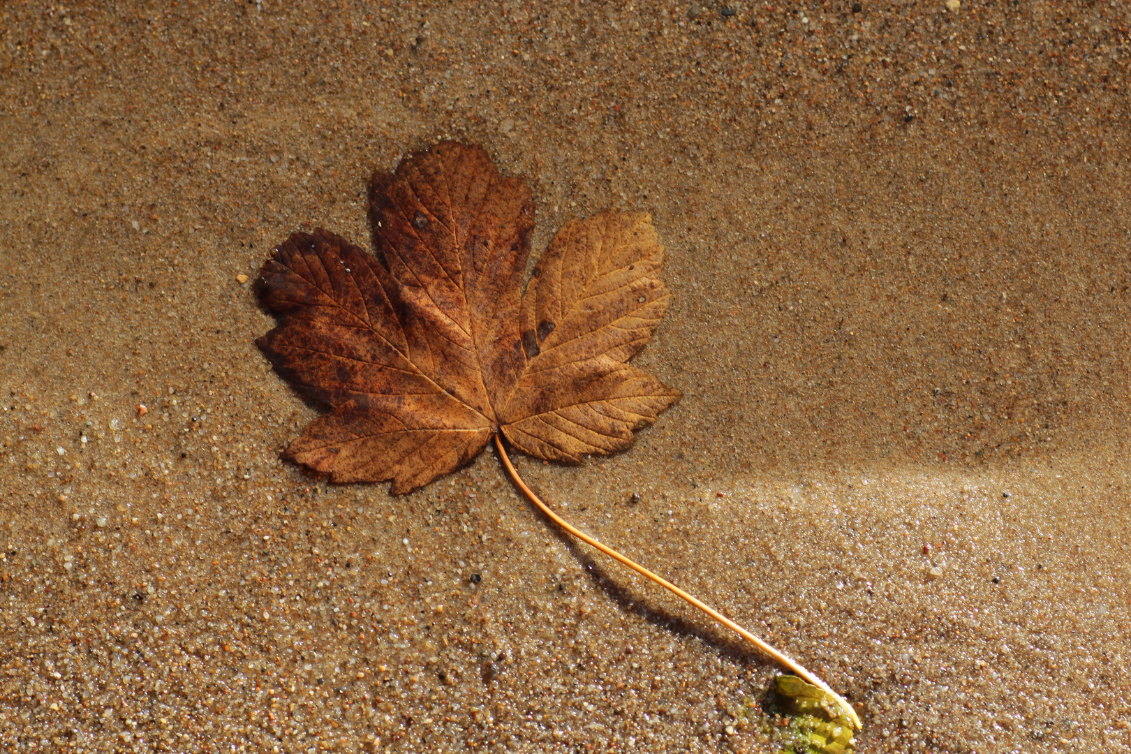 Das Blatt das im Wasser ist