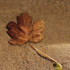 Das Blatt das im Wasser ist