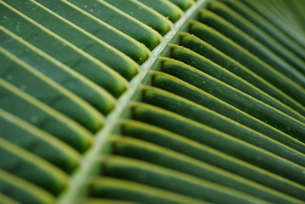 Das Blatt der Palme