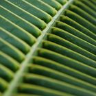 Das Blatt der Palme