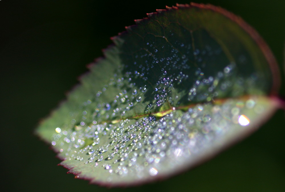 das Blatt der Rose