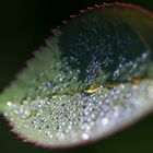 das Blatt der Rose