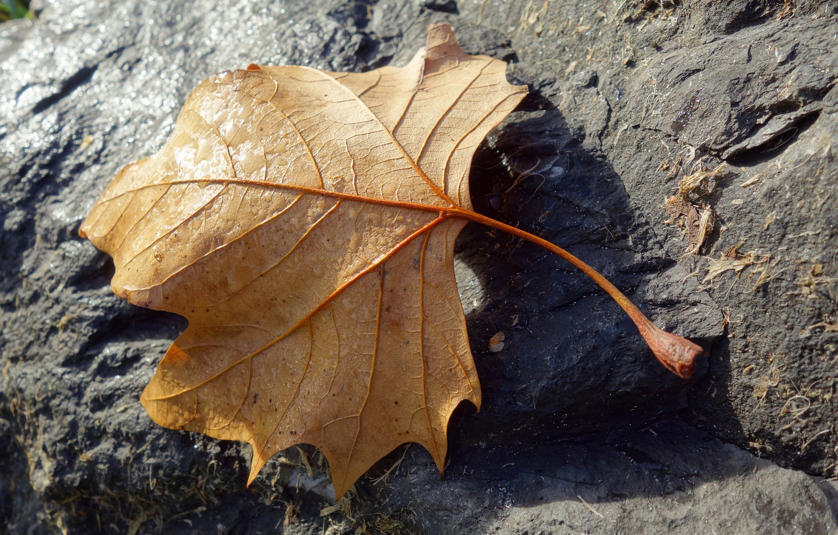 Das Blatt, der Stein und der Schatten