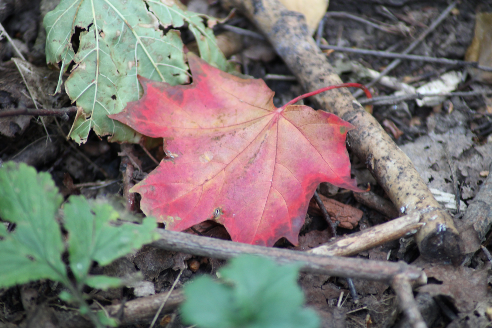 Das Blatt