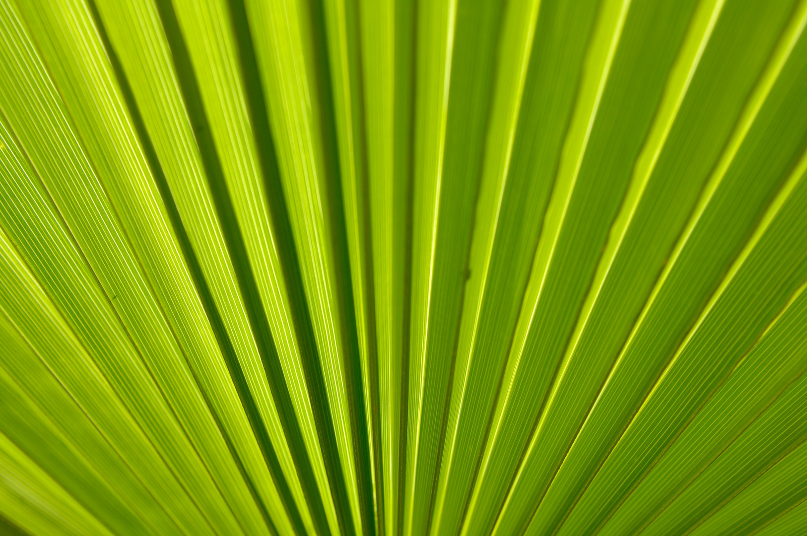 Das Blatt einer Palme