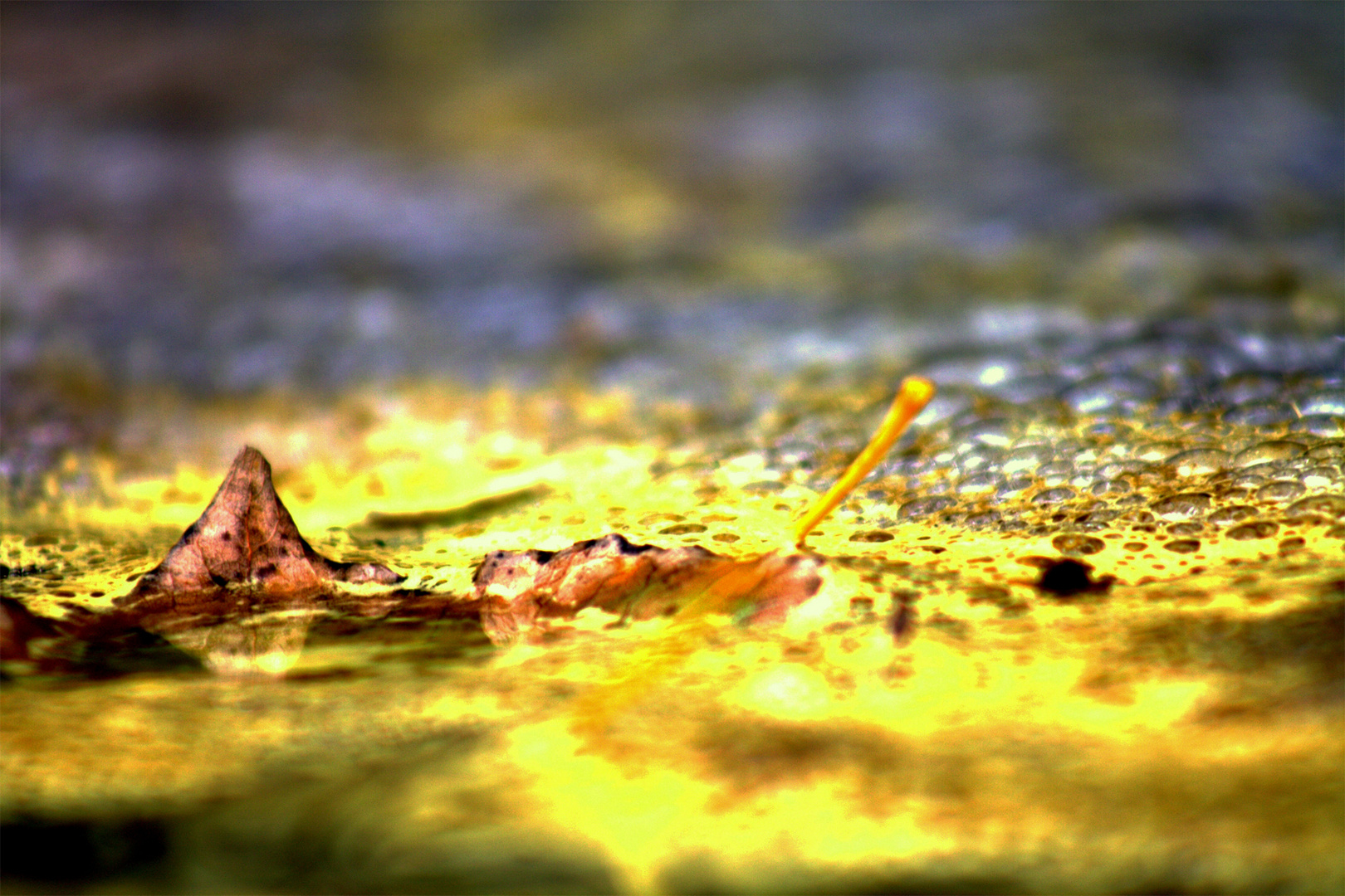 Das Blatt fiel in' s Gradierwerk rein.................... und dieses noch bei Sonnenschein!!