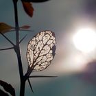 Das Blatt geniesst noch die letzten Sonnenstrahlen, es hat schon viel erlebt… - Poésie d'automne! 